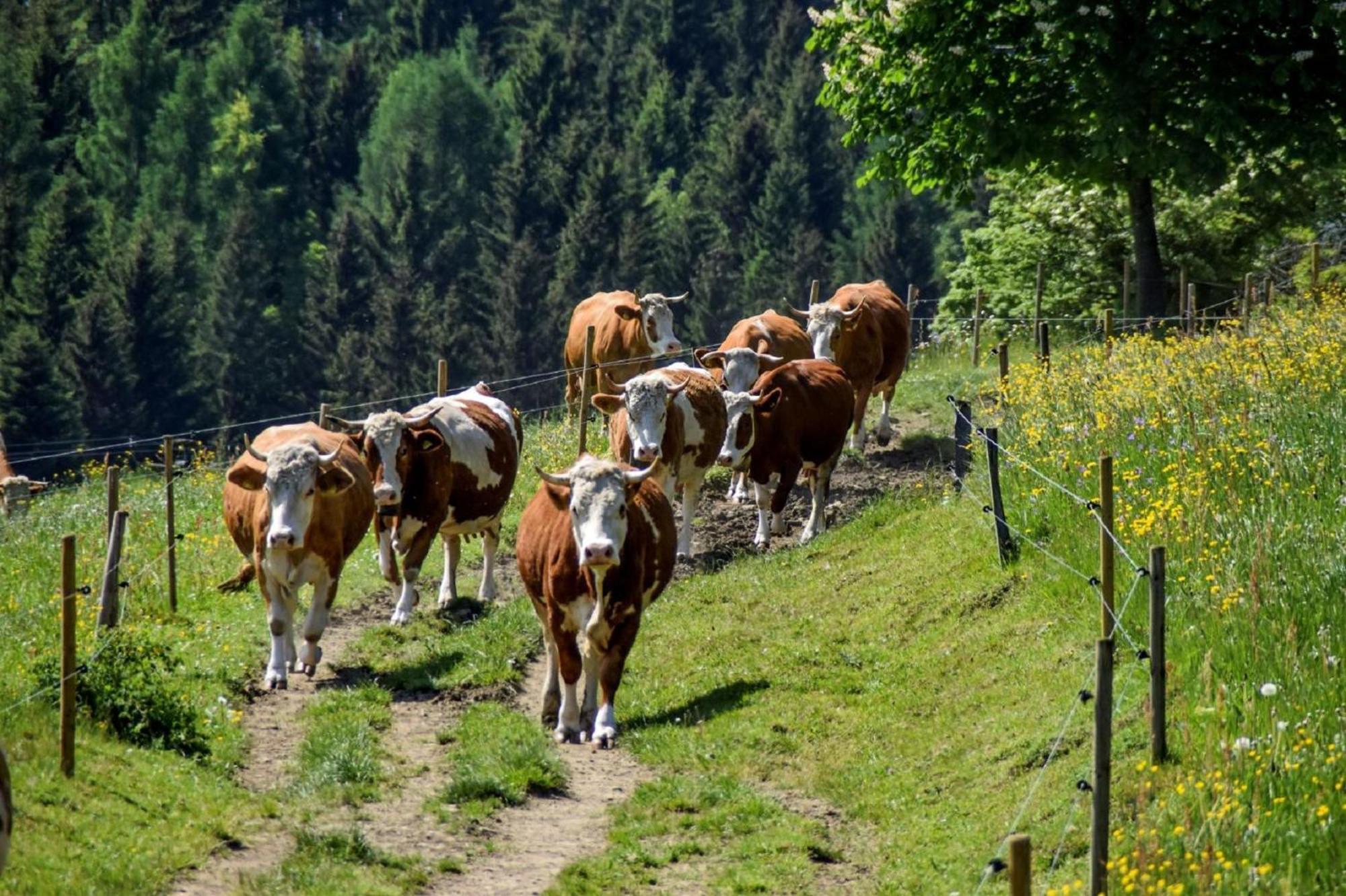 Urlaub Auf Dem Haberlhof Villa Лоберг Екстериор снимка
